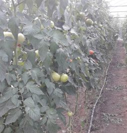 geO2 kao rešenje u plasteničkoj proizvodnji paradajza