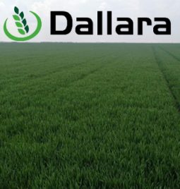 Stanje useva pšenice Dallara