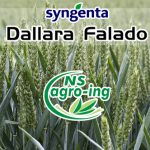 Stanje useva pšenice Dallara i Falado