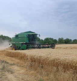 Žetva sorte AURIGA: Prinos 8.700 kg/ha