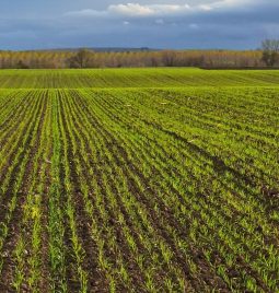 Strna žita u Kovilju: Falado i Alcantara