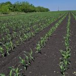 Kako rešiti problem korova u kukuruzu