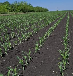 Kako rešiti problem korova u kukuruzu